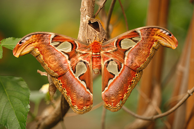 Sommerfugl. Atlas-Spinder, Atlas spinder, Atlasspinder. ; Attacus atlas; ; ; ; insekter; Sommerfugle, Lepidoptera