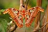 Sommerfugl. Atlas-Spinder, Atlas spinder, Atlasspinder.  Attacus atlas    insekter Sommerfugle, Lepidoptera