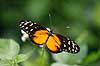Sommerfugl. Amazone sommerfugl Heliconius hecale    insekter Sommerfugle, Lepidoptera