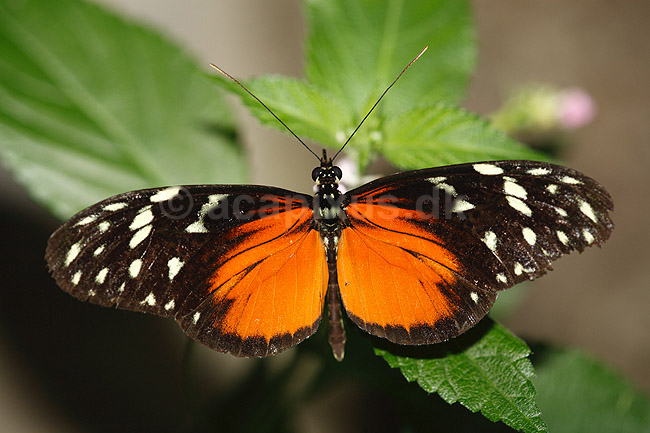 Sommerfugl. Amazone sommerfugl; Heliconius hecale; ; ; ; insekter; Sommerfugle, Lepidoptera