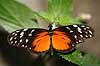 Sommerfugl. Amazone sommerfugl Heliconius hecale    insekter Sommerfugle, Lepidoptera