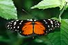 Sommerfugl. Amazone sommerfugl Heliconius hecale    insekter Sommerfugle, Lepidoptera