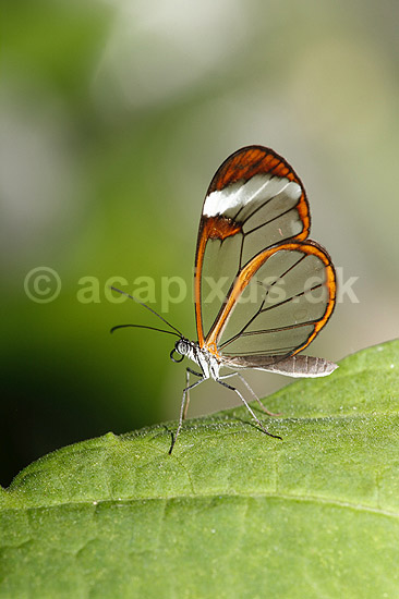 Sommerfugl. Glasvinge; Greta oto; ; ; ; insekter; Sommerfugle, Lepidoptera, Ithomiidae