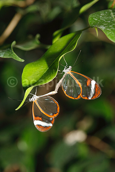 Sommerfugl. Glasvinge sommerfugle under parring; Greta oto; ; ; ; insekter; Sommerfugle, Lepidoptera, Ithomiidae