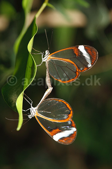 Sommerfugl. Glasvinge sommerfugle under parring; Greta oto; ; ; ; insekter; Sommerfugle, Lepidoptera, Ithomiidae