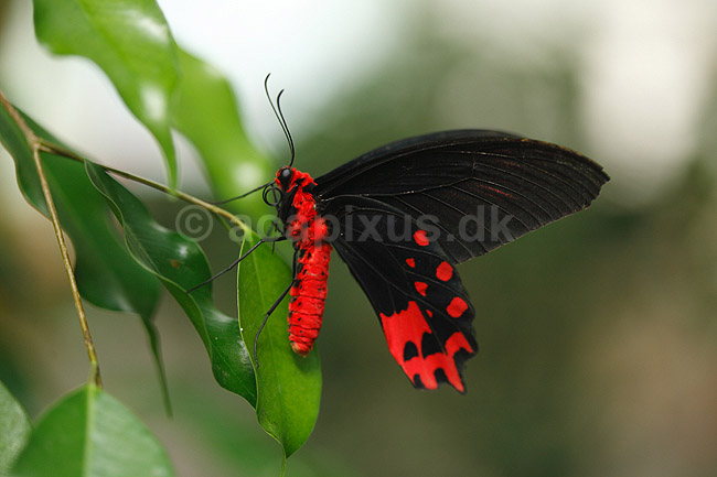 Sommerfugl. Skarlagen svalehale (han); Papilio rumanzovia; ; ; ; insekter; Sommerfugle, Svalehale-familien, Papilionidae