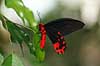 Sommerfugl. Skarlagen svalehale (han) Papilio rumanzovia    insekter Sommerfugle, Svalehale-familien, Papilionidae