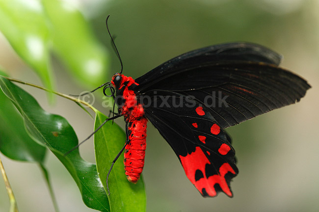Sommerfugl. Skarlagen svalehale (han); Papilio rumanzovia; ; ; ; insekter; Sommerfugle, Svalehale-familien, Papilionidae