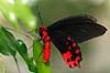Sommerfugl. Skarlagen svalehale (han) Papilio rumanzovia    insekter Sommerfugle, Svalehale-familien, Papilionidae
