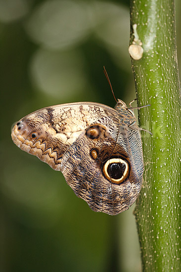 Sommerfugl. Ugle�je-sommerfugl; Caligo sp.; ; ; ; insekter; Sommerfugle, Lepidoptera
