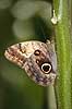 Sommerfugl. Ugle�je-sommerfugl Caligo sp.    insekter Sommerfugle, Lepidoptera