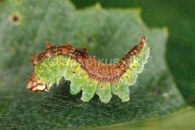 Sommerfuglelarve. Larve af birke-seglvinge i f�rd med at spinde silke; Drepana falcataria; ; ; ; insekter; Sommerfugle, Lepidoptera, Metaphogenese, forvandling, larver