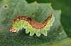 Sommerfuglelarve. Larve af birke-seglvinge i f�rd med at spinde silke Drepana falcataria    insekter Sommerfugle, Lepidoptera, Metaphogenese, forvandling, larver