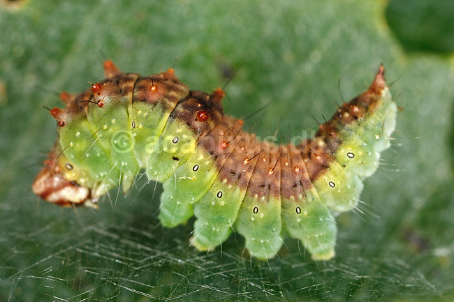 Sommerfuglelarve. Larve af birke-seglvinge i f�rd med at spinde silke; Drepana falcataria; ; ; ; insekter; Sommerfugle, Lepidoptera, Metaphogenese, forvandling, larver