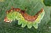 Sommerfuglelarve. Larve af birke-seglvinge i f�rd med at spinde silke Drepana falcataria    insekter Sommerfugle, Lepidoptera, Metaphogenese, forvandling, larver