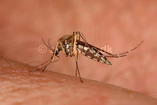 Stikmyg. Stikmyg suger blod p� arm; Culicidae; Bornholm; ; ; insekter; Tovinger, Diptera, myg, blodsugere, sommer