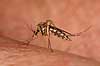 Stikmyg. Stikmyg suger blod p� arm Culicidae Bornholm   insekter Tovinger, Diptera, myg, blodsugere, sommer