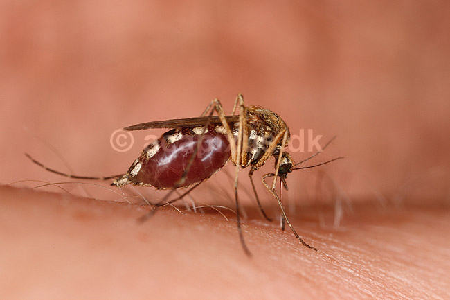 Stikmyg. Stikmyg suger blod p� arm; Culicidae; Bornholm; ; ; insekter; Tovinger, Diptera, myg, blodsugere, sommer