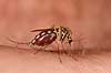 Stikmyg. Stikmyg suger blod p� arm Culicidae Bornholm   insekter Tovinger, Diptera, myg, blodsugere, sommer