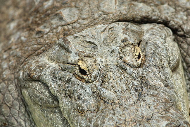 Krokodille. Nilkrokodille; Crocodylus niloticus; ZOO; ; ; krybdyr; Krokodiller, Crocodylia, Reptilia, �jne, sk�l