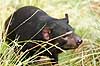 Pungdj�vel. Pung dj�vel, tasmansk dj�vel Sarcophilus harrisi    pattedyr Pungrovdyr, Dasyuridae, Pungdyr, Marsupialia