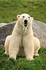Isbj�rn Thalarctos maritimus Skandinavisk Dyrepark   pattedyr Bj�rne, Ursidae, Rovdyr, Carnivora, isbj�rne