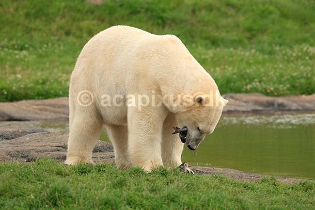 Isbj�rn. Isbj�rn der spiser en laksefisk; Thalarctos maritimus; Skandinavisk Dyrepark; ; ; pattedyr; Bj�rne, Ursidae, Rovdyr, Carnivora, isbj�rne