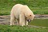Isbj�rn. Isbj�rn der spiser en laksefisk Thalarctos maritimus Skandinavisk Dyrepark   pattedyr Bj�rne, Ursidae, Rovdyr, Carnivora, isbj�rne