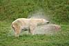 Isbj�rn. Isbj�rn ryster pelsen for vand Thalarctos maritimus Skandinavisk Dyrepark   pattedyr Bj�rne, Ursidae, Rovdyr, Carnivora, isbj�rne