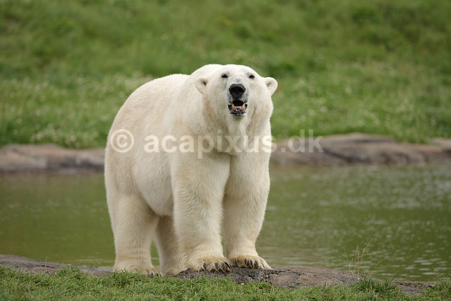 Isbj�rn; Thalarctos maritimus; Skandinavisk Dyrepark; ; ; pattedyr; Bj�rne, Ursidae, Rovdyr, Carnivora, isbj�rne