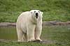 Isbj�rn Thalarctos maritimus Skandinavisk Dyrepark   pattedyr Bj�rne, Ursidae, Rovdyr, Carnivora, isbj�rne