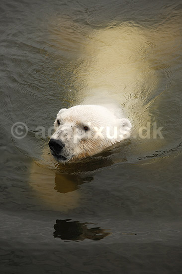 Isbj�rn. Isbj�rn der sv�mmer i vandet; Thalarctos maritimus; Skandinavisk Dyrepark; ; ; pattedyr; Bj�rne, Ursidae, Rovdyr, Carnivora, isbj�rne