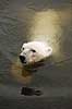Isbj�rn. Isbj�rn der sv�mmer i vandet Thalarctos maritimus Skandinavisk Dyrepark   pattedyr Bj�rne, Ursidae, Rovdyr, Carnivora, isbj�rne