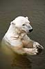 Isbj�rn. Isbj�rn der sv�mmer i vandet Thalarctos maritimus Skandinavisk Dyrepark   pattedyr Bj�rne, Ursidae, Rovdyr, Carnivora, isbj�rne