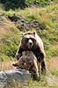 Brun Bj�rn. Europ�iske brune bj�rne under parring Ursus arctos Skandinavisk Dyrepark   pattedyr Bj�rne, Ursidae, Rovdyr, Carnivora