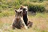 Brun Bj�rn. Europ�iske brune bj�rne efter parring Ursus arctos Skandinavisk Dyrepark   pattedyr Bj�rne, Ursidae, Rovdyr, Carnivora