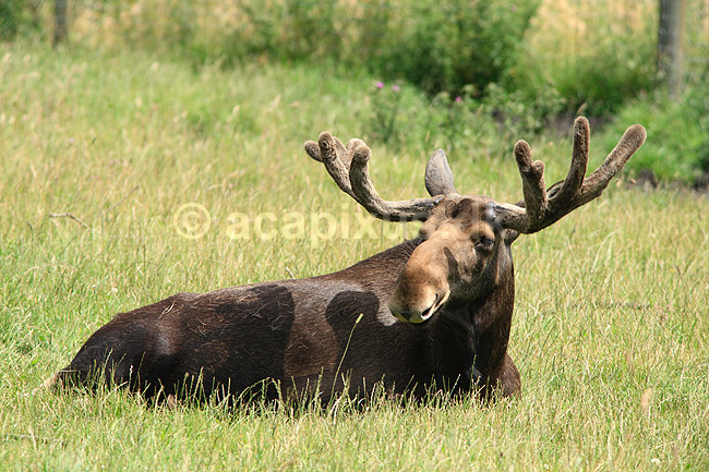 Elgtyr. Elg tyr hviler sig i gr�sset; Alces alces; Skandinavisk Dyrepark; ; ; pattedyr; Hjorte, Cervidae, Parrett�ede hovdyr, Artiodactyla, bastgevir