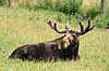 Elgtyr. Elg tyr hviler sig i gr�sset Alces alces Skandinavisk Dyrepark   pattedyr Hjorte, Cervidae, Parrett�ede hovdyr, Artiodactyla, bastgevir