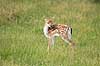 D�dyr. D�dyr kid Dama dama Skandinavisk Dyrepark   pattedyr Hjorte, Cervidae, Parrett�ede hovdyr, Artiodactyla, hjort, d�vildt, gevir, fuldskuffel, dr�vtygger, brunst, fallow deer, d�hjort, dovhjort