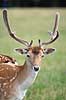 D�dyr. D�hjort med bastgevir Dama dama Skandinavisk Dyrepark   pattedyr Hjorte, Cervidae, Parrett�ede hovdyr, Artiodactyla, hjort, d�vildt, gevir, fuldskuffel, dr�vtygger, brunst, fallow deer, d�hjort, dovhjort