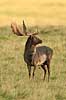 D�dyr. D�hjort p� brunstpladsen i Dyrehaven Dama dama J�gersborg Dyrehave / Sj�lland   pattedyr Hjorte, Cervidae, Parrett�ede hovdyr, Artiodactyla, hjort, d�vildt, gevir, fuldskuffel, dr�vtygger, brunst, fallow deer, d�hjort, dovhjort, Dyrehaven