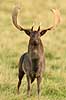 D�dyr. D�hjort p� brunstpladsen i Dyrehaven Dama dama J�gersborg Dyrehave / Sj�lland   pattedyr Hjorte, Cervidae, Parrett�ede hovdyr, Artiodactyla, hjort, d�vildt, gevir, fuldskuffel, dr�vtygger, brunst, fallow deer, d�hjort, dovhjort, Dyrehaven