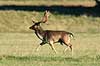 D�dyr. D�hjort p� brunstpladsen i Dyrehaven Dama dama J�gersborg Dyrehave / Sj�lland   pattedyr Hjorte, Cervidae, Parrett�ede hovdyr, Artiodactyla, hjort, d�vildt, gevir, fuldskuffel, dr�vtygger, brunst, fallow deer, d�hjort, dovhjort, Dyrehaven