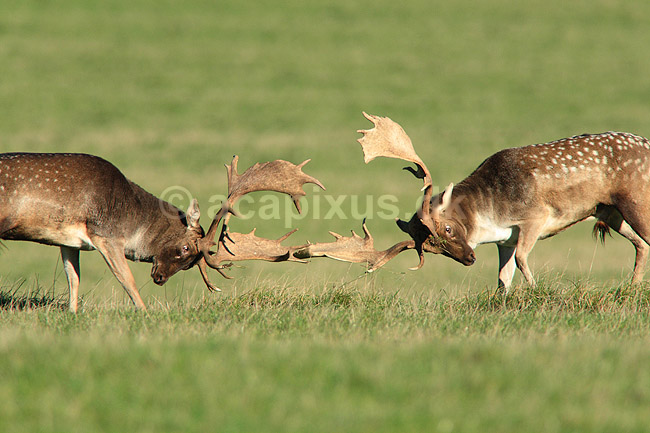 D�dyr. D�hjorte k�mper p� brunstpladsen i Dyrehaven; Dama dama; J�gersborg Dyrehave / Sj�lland; ; ; pattedyr; Hjorte, Cervidae, Parrett�ede hovdyr, Artiodactyla, hjort, d�vildt, gevir, fuldskuffel, dr�vtygger, brunst, fallow deer, d�hjort, dovhjort, Dyrehaven