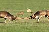 D�dyr. D�hjorte k�mper p� brunstpladsen i Dyrehaven Dama dama J�gersborg Dyrehave / Sj�lland   pattedyr Hjorte, Cervidae, Parrett�ede hovdyr, Artiodactyla, hjort, d�vildt, gevir, fuldskuffel, dr�vtygger, brunst, fallow deer, d�hjort, dovhjort, Dyrehaven