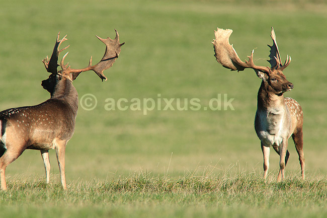 D�dyr. D�hjorte k�mper p� brunstpladsen i Dyrehaven; Dama dama; J�gersborg Dyrehave / Sj�lland; ; ; pattedyr; Hjorte, Cervidae, Parrett�ede hovdyr, Artiodactyla, hjort, d�vildt, gevir, fuldskuffel, dr�vtygger, brunst, fallow deer, d�hjort, dovhjort, Dyrehaven