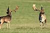 D�dyr. D�hjorte k�mper p� brunstpladsen i Dyrehaven Dama dama J�gersborg Dyrehave / Sj�lland   pattedyr Hjorte, Cervidae, Parrett�ede hovdyr, Artiodactyla, hjort, d�vildt, gevir, fuldskuffel, dr�vtygger, brunst, fallow deer, d�hjort, dovhjort, Dyrehaven