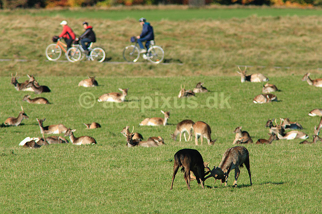 D�dyr. D�hjorte k�mper p� brunstpladsen i Dyrehaven med cyklister i baggrunden; Dama dama; J�gersborg Dyrehave / Sj�lland; ; ; pattedyr; Hjorte, Cervidae, Parrett�ede hovdyr, Artiodactyla, hjort, d�vildt, gevir, fuldskuffel, dr�vtygger, brunst, fallow deer, d�hjort, dovhjort, Dyrehaven