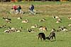 D�dyr. D�hjorte k�mper p� brunstpladsen i Dyrehaven med cyklister i baggrunden Dama dama J�gersborg Dyrehave / Sj�lland   pattedyr Hjorte, Cervidae, Parrett�ede hovdyr, Artiodactyla, hjort, d�vildt, gevir, fuldskuffel, dr�vtygger, brunst, fallow deer, d�hjort, dovhjort, Dyrehaven