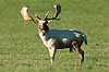 D�dyr. Albino d�hjort p� brunstpladsen i Dyrehaven Dama dama J�gersborg Dyrehave / Sj�lland   pattedyr Hjorte, Cervidae, Parrett�ede hovdyr, Artiodactyla, hjort, d�vildt, gevir, fuldskuffel, dr�vtygger, brunst, fallow deer, d�hjort, dovhjort, Dyrehaven